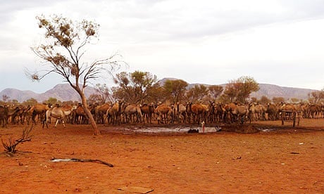 Wild camels converge on a bore hole in Northern Territory, Australia