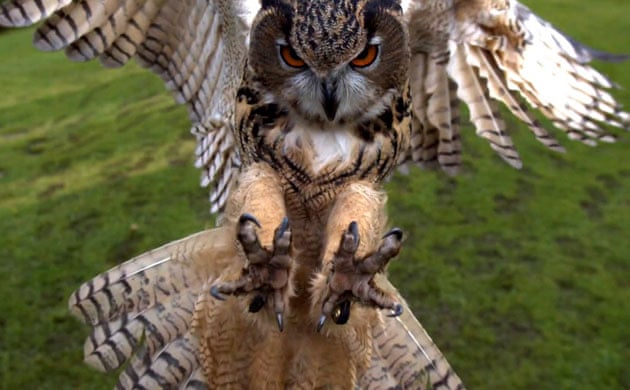 Eagle-Owl-at-Turbary-Wood-007.jpg
