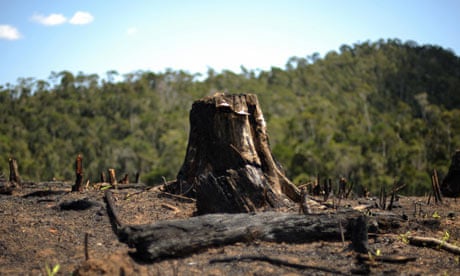 Tree stump in Madagascar