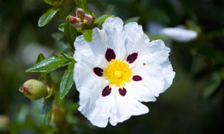 mind your own business plant watering Rock Rose (Cistus ladanifer Paladin)