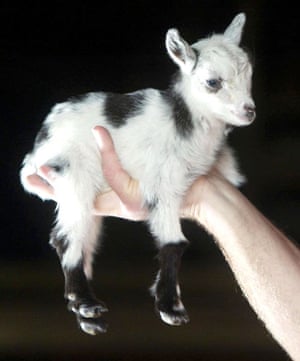 Miniature animals: African Pygmy Goat