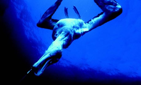 A wandering albatross, caught on a longline hook is dragged under water in this undated file photo