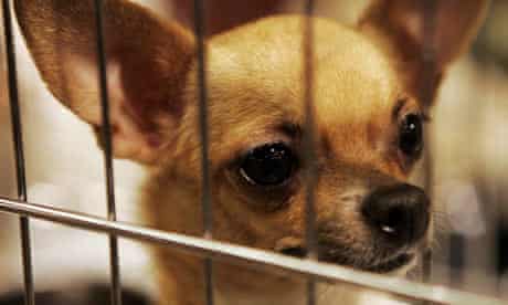 Chihuahua is seen through a cage