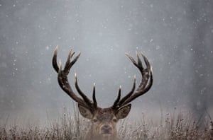 December weather: A deer sits in the snow in Richmond Park