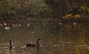 December weather: Two black swans paddle in the lake St James's park, in central London