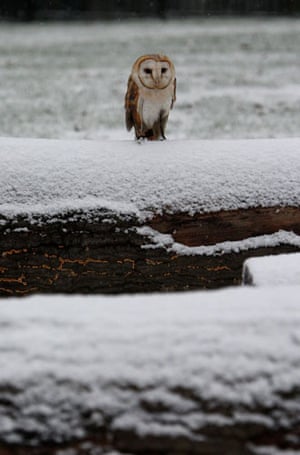 December snow: A barn owl sits in the snow at Chessington World of Adventures