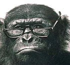 Chimpanzee wearing spectacles: Ask Carole