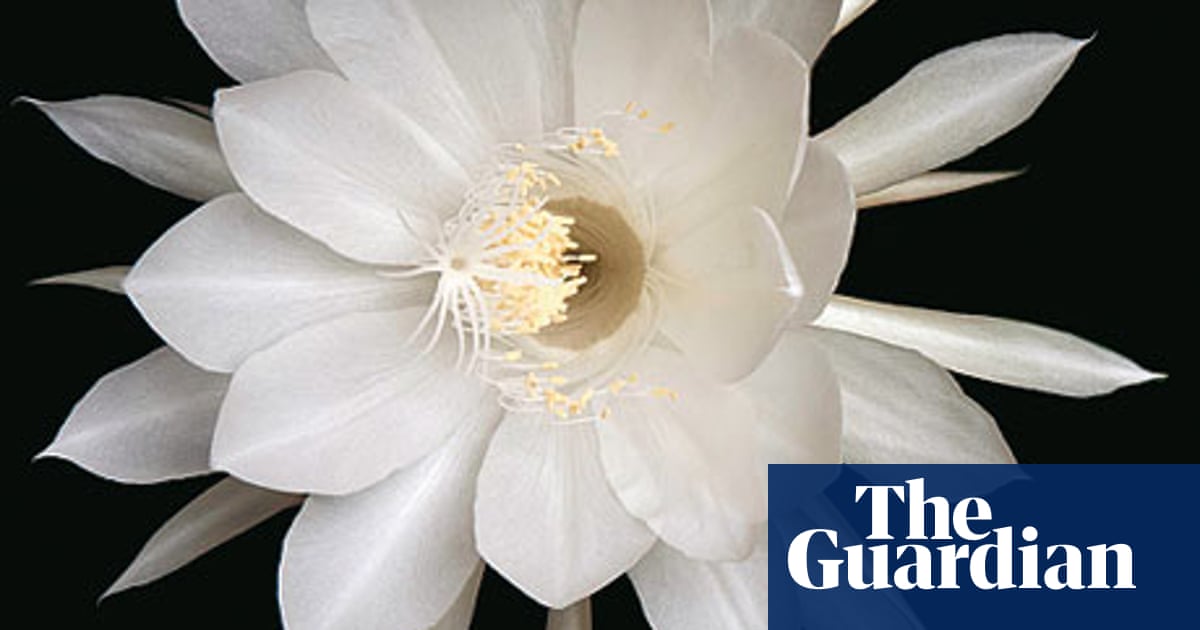 Stumped The Joys Of Epiphyllum Oxypetalum Plus A Fatwa On Flatworms Gardening Advice The Guardian Stumped The Joys Of Epiphyllum Oxypetalum Plus A Fatwa On Flatworms Gardening Advice The Guardian