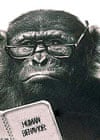 Ask Carole: Chimpanzee wearing spectacles