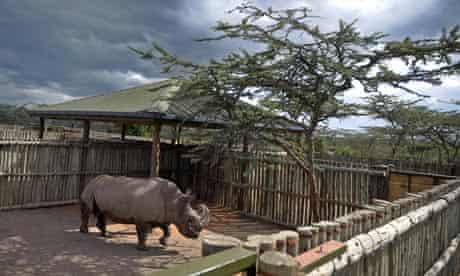 white rhino kenya
