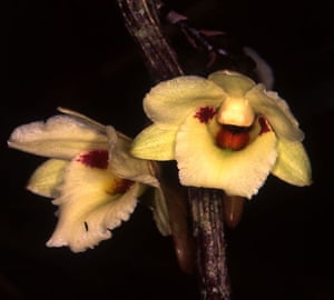 Kew discoveries: Kew discoveries: Dendrobium chewii