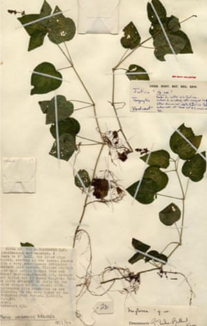Kew discoveries: Kew discoveries: Isoglossa variegata (herbarium specimen)