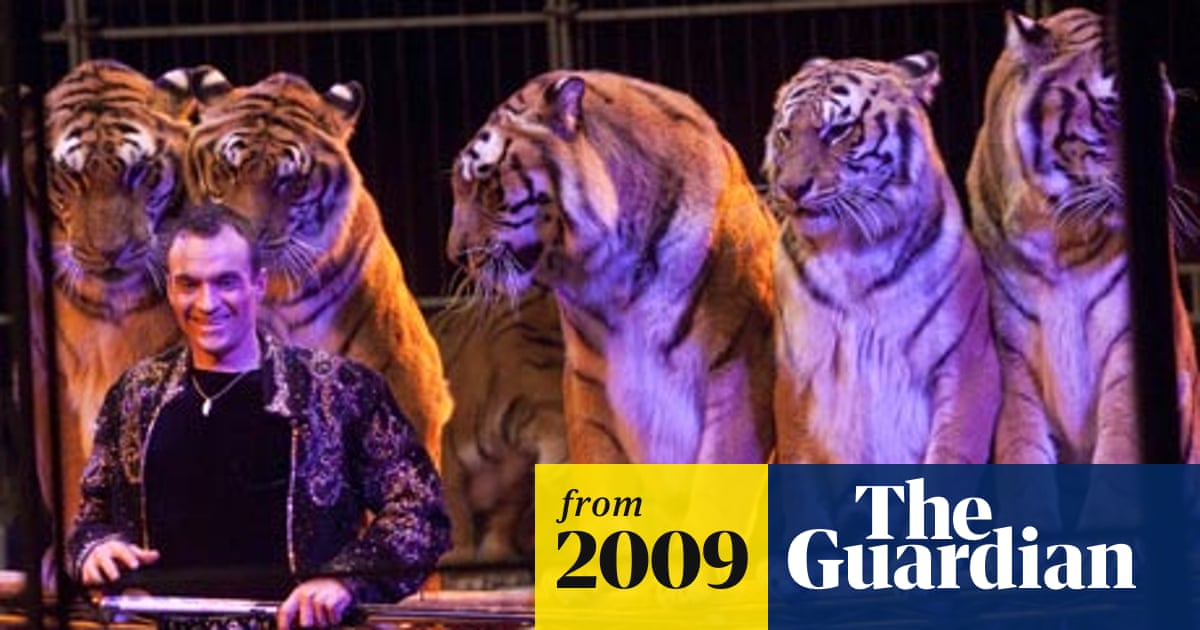 Tigers attack German trainer after fall at dinner show | Germany | The  Guardian