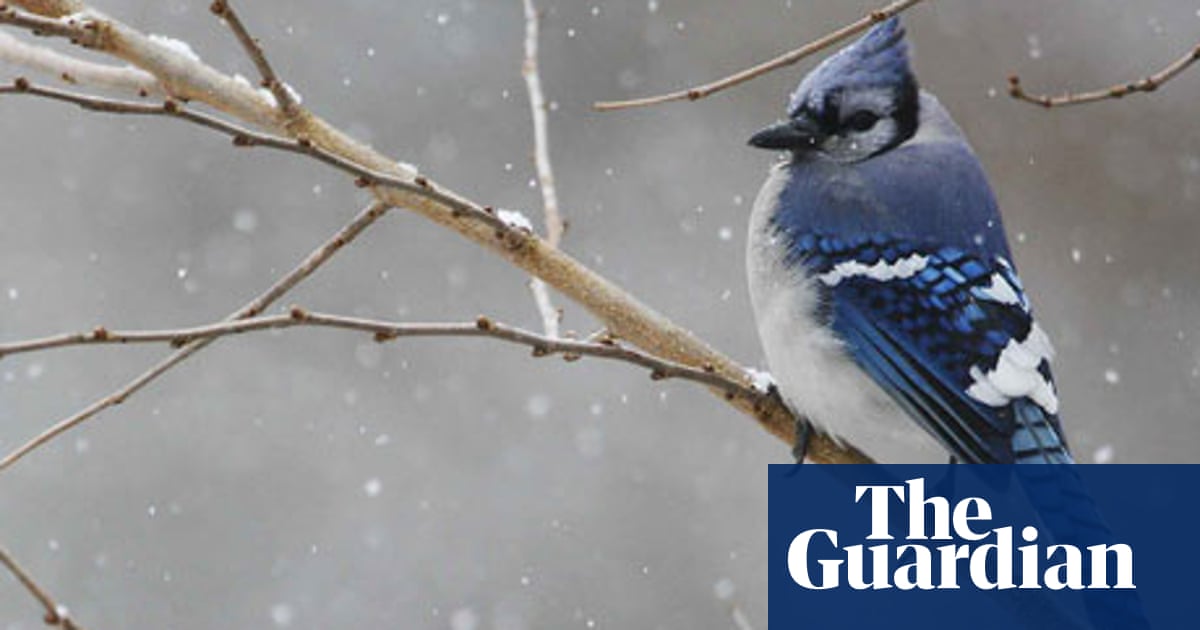Move Over Big Garden Birdwatch Here Comes The Us Great Backyard