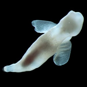 Arctic creatures: The ghost-like sea-angel Platybrachium antarcticum