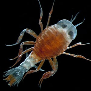 Arctic creatures: Sand-fleas such as Hyperoche capucinus