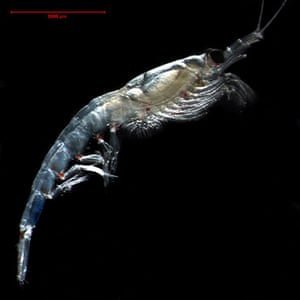 Arctic creatures: Arctic krill, Thysanoessa raschii,