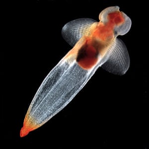 Arctic creatures: the shell-less pteropod or swimming snail, Clione limacina