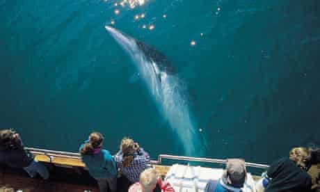 Iceland Minke whale
