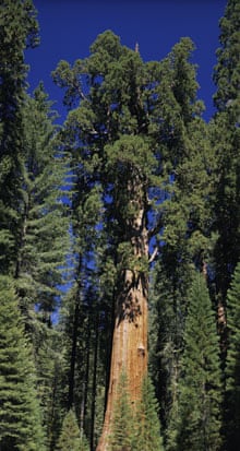 General Sherman Giant Forest California