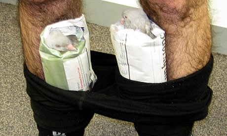 Two pigeons found in the trousers of a traveller arriving in Melbourne from Dubai