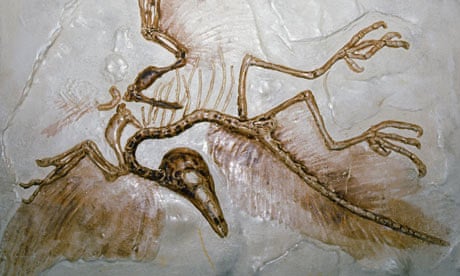 Archaeopteryx in London | Dinosaurs | The Guardian