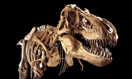 rex long tyrannosaurus did dinosaur they dinosaurs young skeleton lifespan rexes