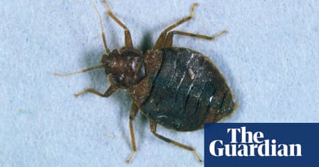 Don T Let The Bedbugs Bite Life And Style The Guardian