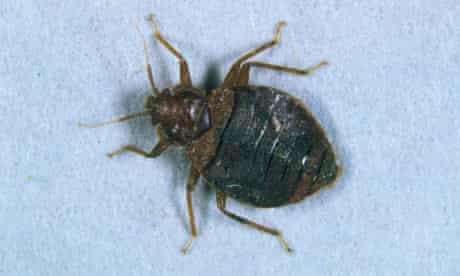 Don T Let The Bedbugs Bite Life And Style The Guardian