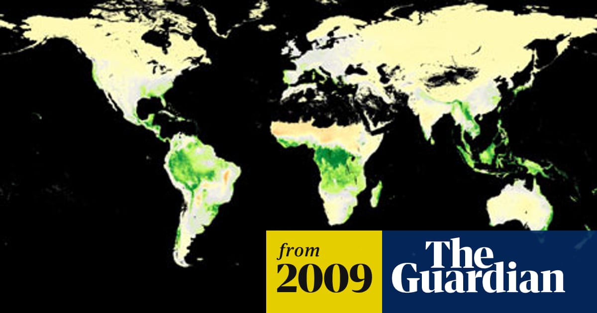 Amazon Could Shrink By 85 Due To Climate Change Scientists Say Trees And Forests The Guardian Amazon Could Shrink By 85 Due To Climate Change Scientists Say Trees And Forests The Guardian