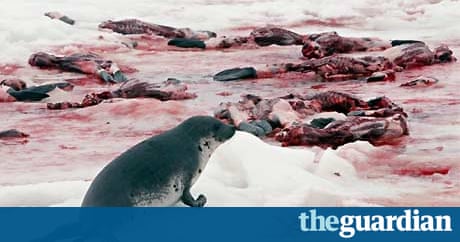 2 stage food recipes baby seals hunting Environment The bans baby Russia of harp 2 stage food recipes baby seals hunting Environment The bans baby Russia of harp
