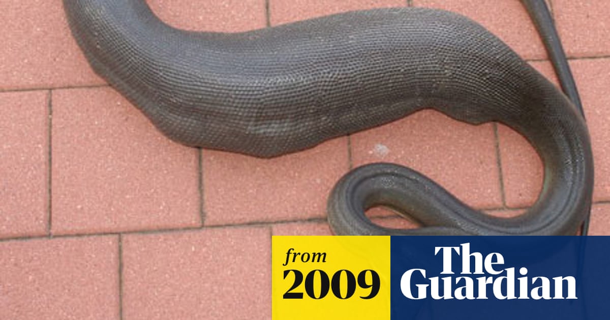 What To Do If Dog Eats Snake Plant It's a snake-eat-dog world: python gobbles up 13lb family pet