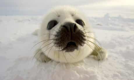 A pup harp seal searches for its mother off the coast of the Magdalen Islands, Quebec