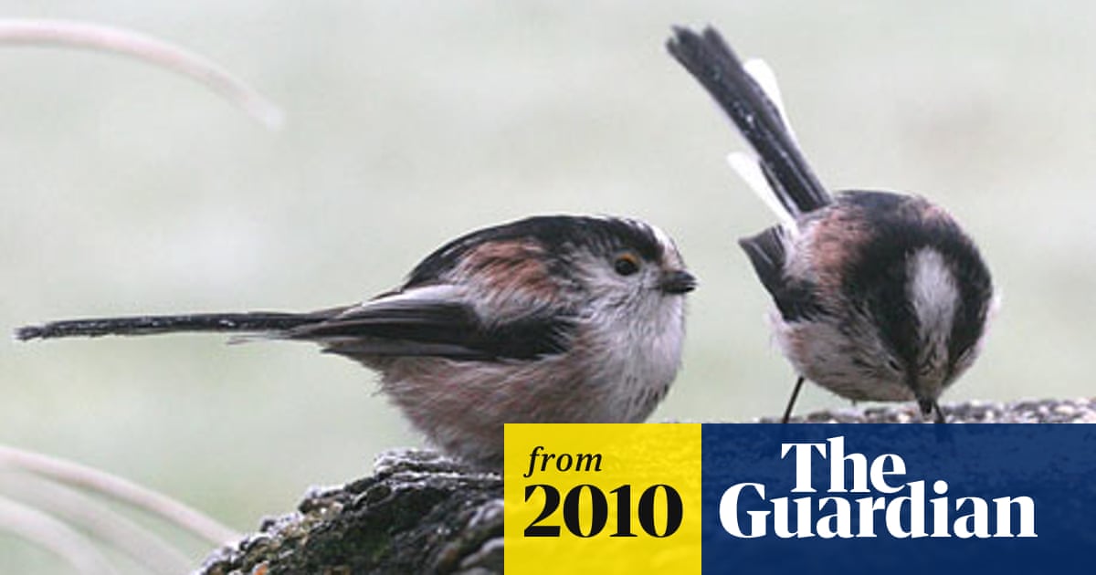 Small Birds Suffered During Britain S Big Chill Rspb Survey