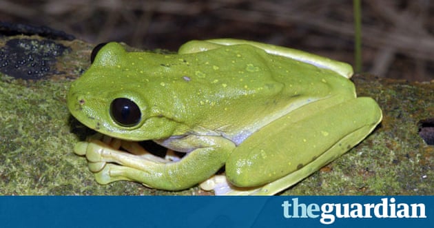 In pictures New species discovered in Papua New Guinea In pictures New species discovered in Papua New Guinea