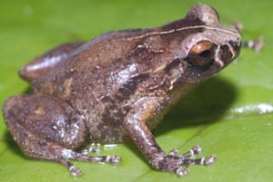 New Species Discovered: A frog : The Kaijende highlands and Hewa wilderness Papua New Guinea