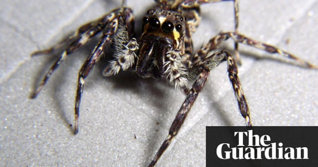 In pictures New species discovered in Papua New Guinea In pictures New species discovered in Papua New Guinea