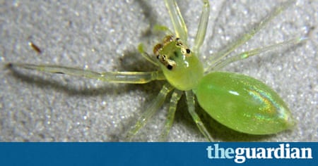 In pictures New species discovered in Papua New Guinea In pictures New species discovered in Papua New Guinea