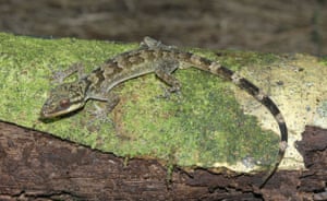 New Species Discovered: Gecko in The Kaijende highlands and Hewa wilderness Papua New Guinea