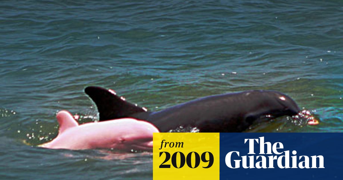 Rare Pink Bottlenose Dolphin Surfaces In Louisiana Lake Wildlife The Guardian Rare Pink Bottlenose Dolphin Surfaces In Louisiana Lake Wildlife The Guardian