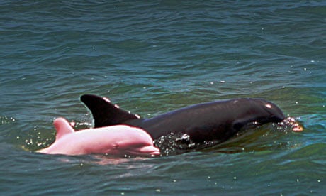 Pinky, the rare albino dolphin