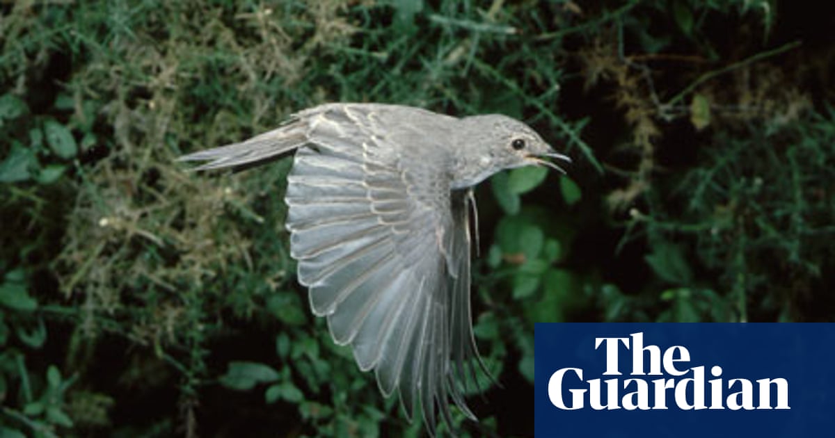 Bird migration is a dangerous journey, but safest for survival