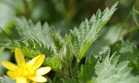Nettles are a perfect food for wild foraging