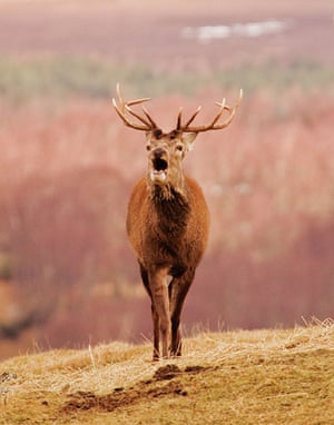 In pictures: British Wildlife photography awards | Environment | The
