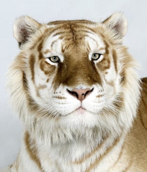 Bengal tigers: Brahman, one of only 30 Golden Tabby Bengal Tigers left in world
