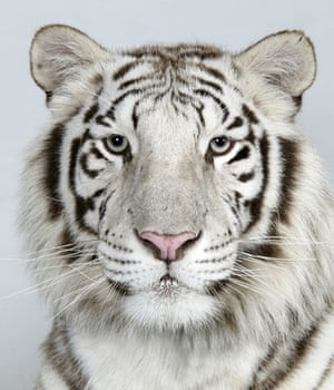 Bengal tigers: Loka, a 2 year old female, Royal White Bengal Tiger