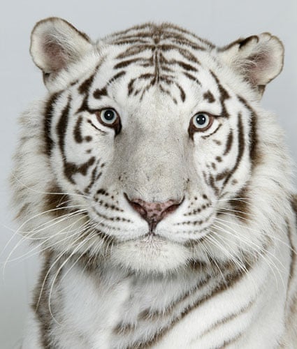 Real White Tiger Face