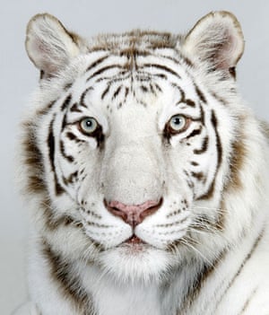 Bengal tigers: Samasta, a 2 year old female, Royal White Bengal Tiger
