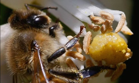 Week in wildlife : A honeybee pollinates a flower in a citrus grove, Israel