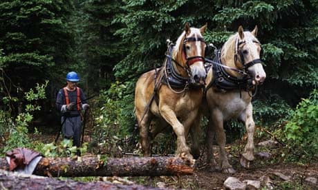 Logging with horses: Horse Logger Following Two Belgian Horses